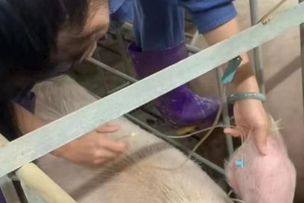 母猪气喘不吃食如何处理，根据发生原因采取不同的措施