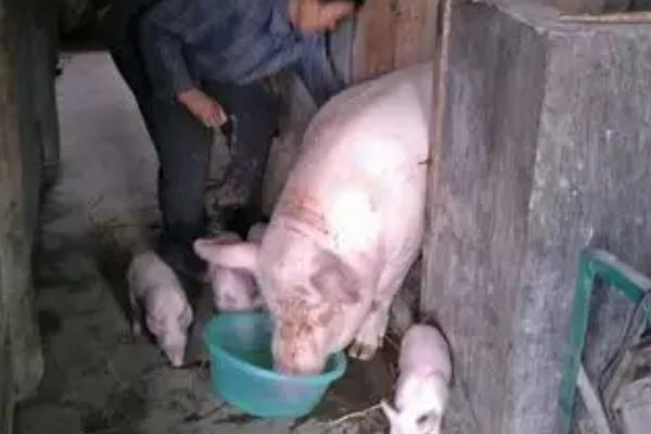 母猪气喘不吃食如何处理，根据发生原因采取不同的措施