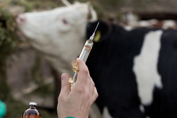 怎么防治肉牛的常见疾病，瘤胃臌气可用排透管针穿刺放气