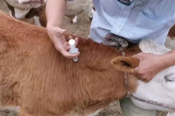 怎么防治肉牛的常见疾病，瘤胃臌气可用排透管针穿刺放气