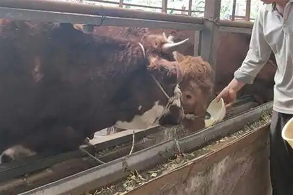 怎么防治肉牛的常见疾病，瘤胃臌气可用排透管针穿刺放气