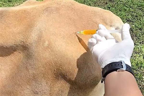 怎么防治肉牛的常见疾病，瘤胃臌气可用排透管针穿刺放气