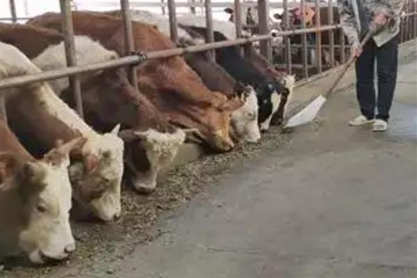 怎么防治肉牛的常见疾病，瘤胃臌气可用排透管针穿刺放气