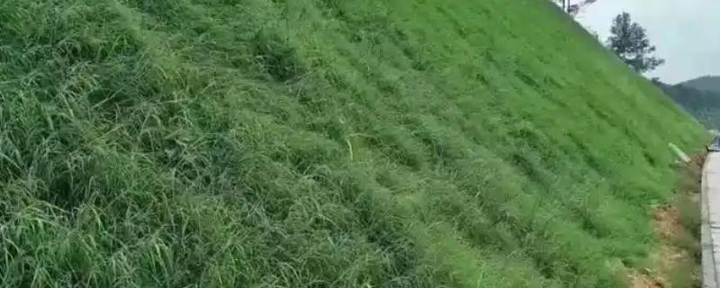 护坡草怎么种植，用温水浸种后再均匀撒播
