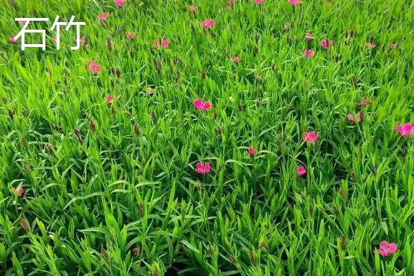 护坡草怎么种植，用温水浸种后再均匀撒播
