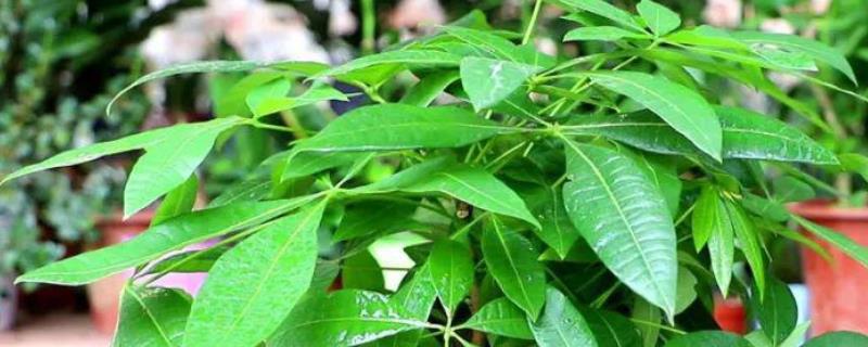 发财树的修剪方法，株高达到30-50厘米时把顶端枝条切除