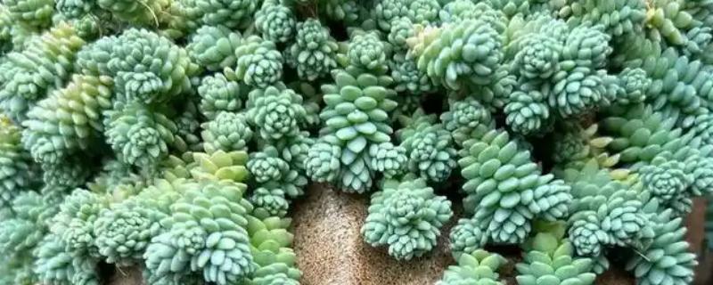 姬星美人的移盆方法，栽种后要浇透水并对土壤喷施灭菌剂