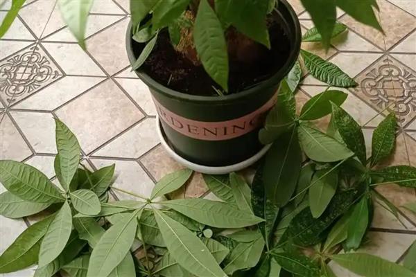 发财树的修剪方法，株高达到30-50厘米时把顶端枝条切除