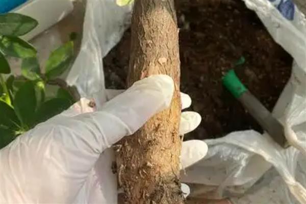 发财树的修剪方法，株高达到30-50厘米时把顶端枝条切除