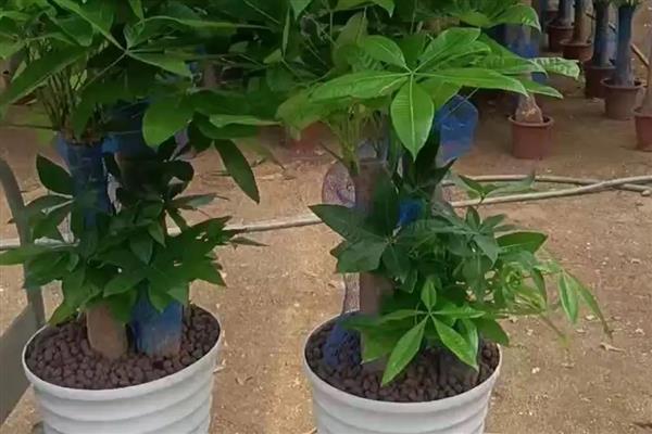 发财树的修剪方法，株高达到30-50厘米时把顶端枝条切除