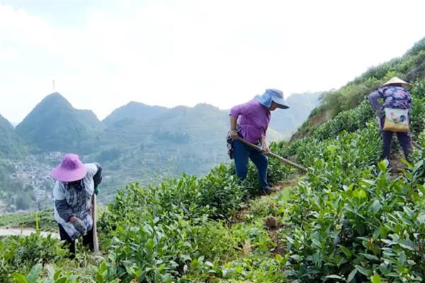 茶饼病的防治方法，发病初期可喷施粉锈宁等药物