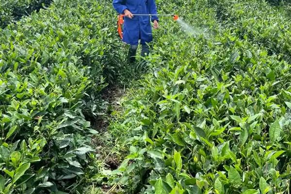 茶饼病的防治方法，发病初期可喷施粉锈宁等药物