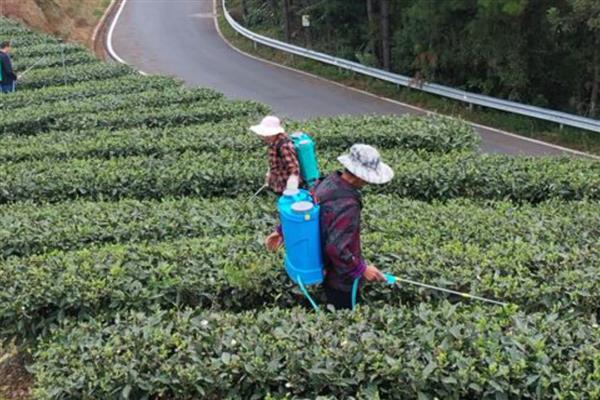 茶饼病的防治方法，发病初期可喷施粉锈宁等药物