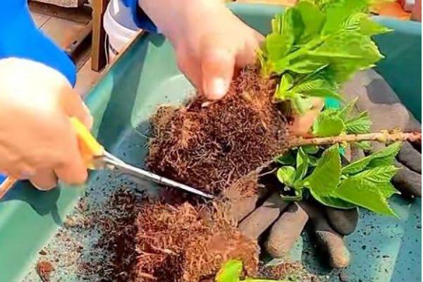 绣球花的养殖方法，生长期每隔半个月追肥一次
