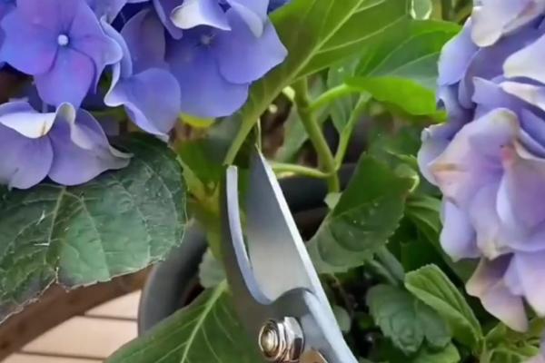 绣球花的养殖方法，生长期每隔半个月追肥一次