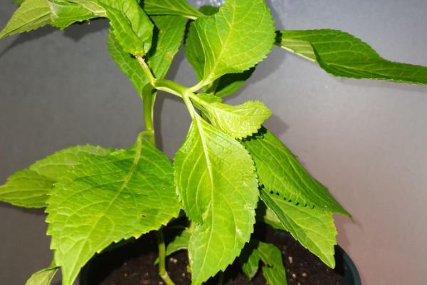 绣球花的养殖方法，生长期每隔半个月追肥一次