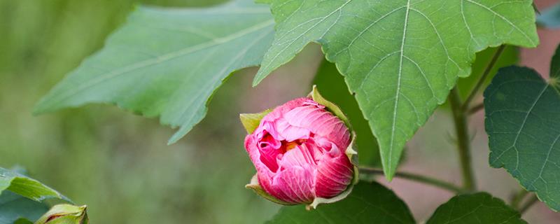 芙蓉花的花语是什么，寓意纯洁、纤细等