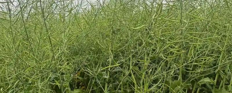 油菜倒伏会影响产量吗，通常会对产量造成影响
