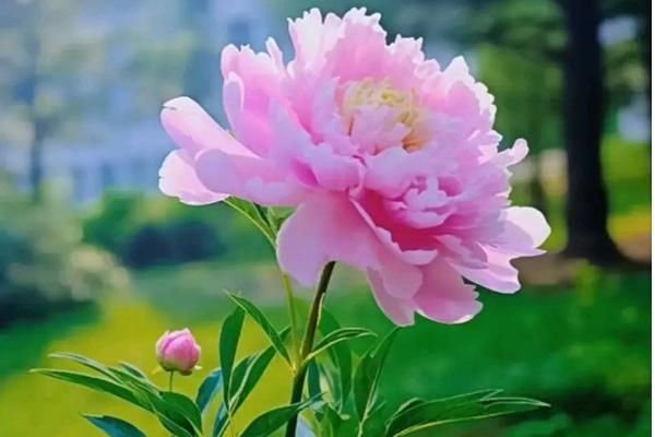 芙蓉花的花语是什么，寓意纯洁、纤细等