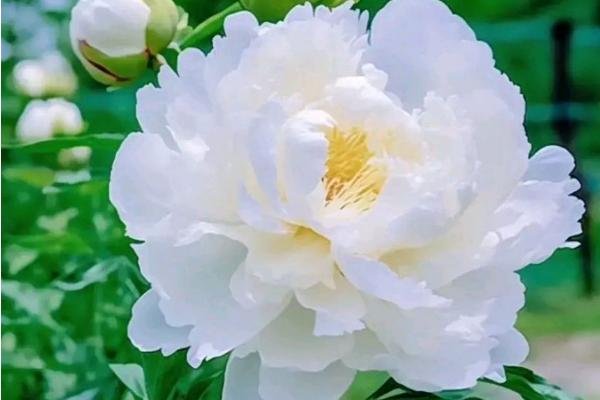 芙蓉花的花语是什么，寓意纯洁、纤细等
