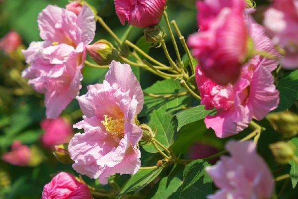 芙蓉花的花语是什么，寓意纯洁、纤细等