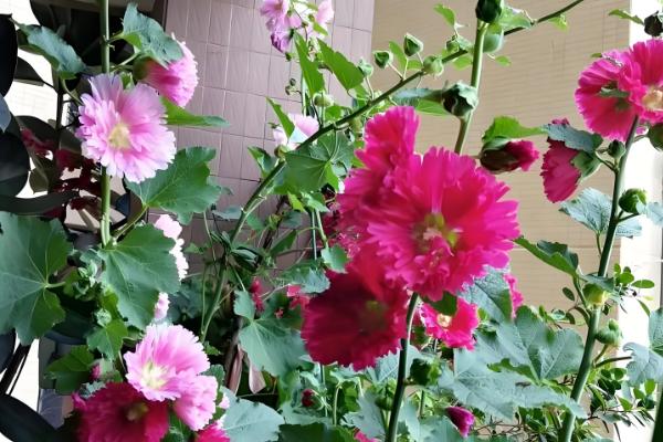 芙蓉花的花语是什么，寓意纯洁、纤细等