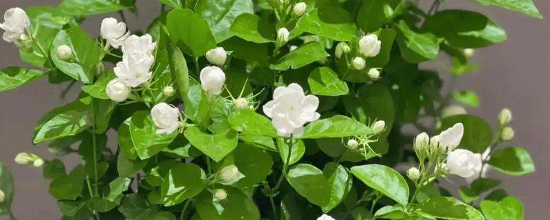 茉莉花的花期，开放时间为5-10月份