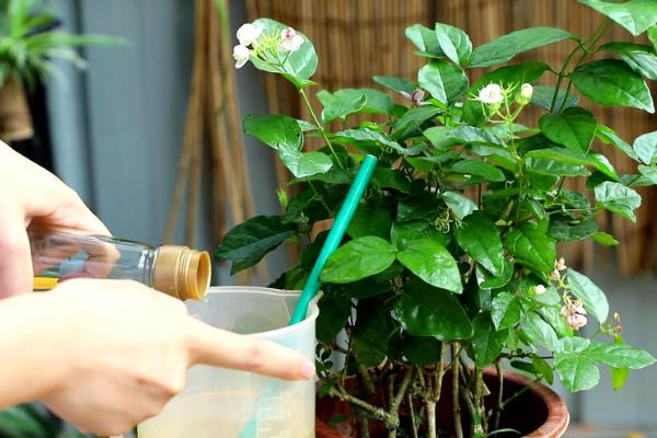 茉莉花的花期，开放时间为5-10月份