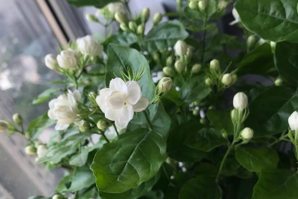 茉莉花的花期，开放时间为5-10月份
