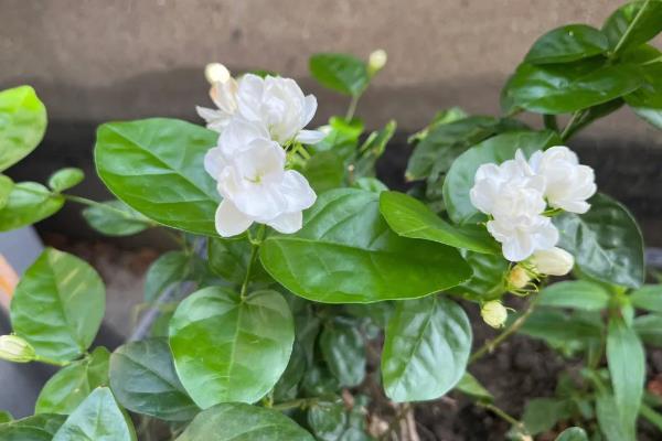 茉莉花的花期，开放时间为5-10月份