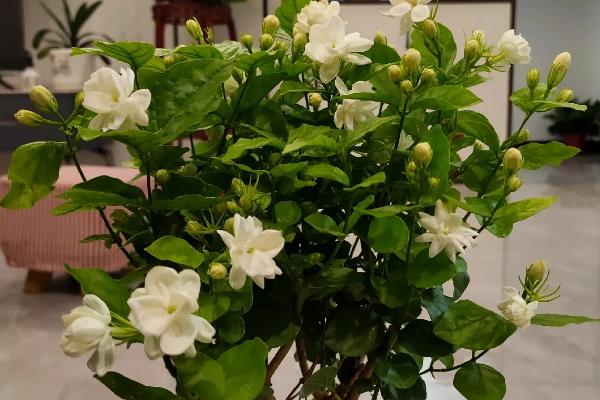 茉莉花的花期，开放时间为5-10月份