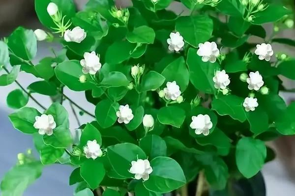 茉莉花的花期，开放时间为5-10月份