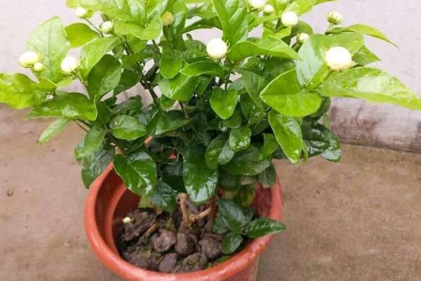 茉莉花的花期，开放时间为5-10月份
