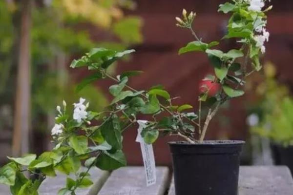 茉莉花的花期，开放时间为5-10月份