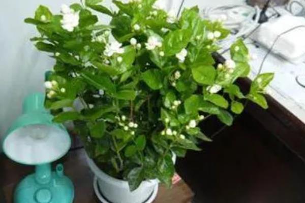 茉莉花的花期，开放时间为5-10月份