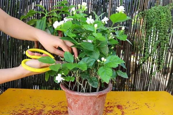 茉莉花的花期，开放时间为5-10月份