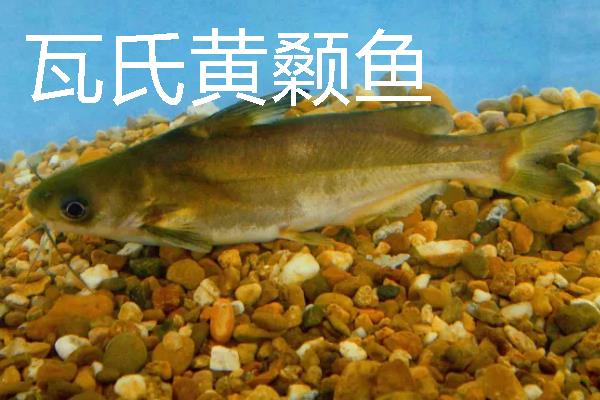 黄颡鱼的习性，白天潜伏晚上外出活动觅食