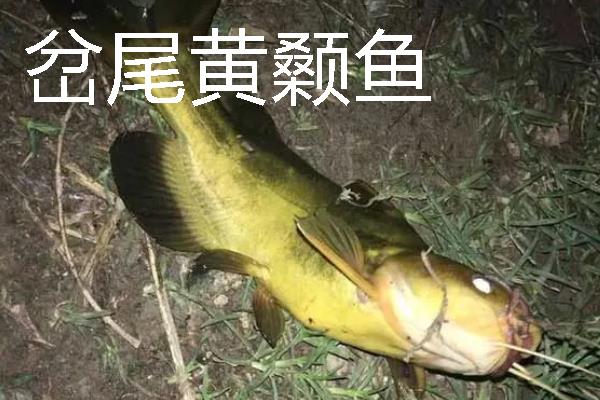 黄颡鱼的习性，白天潜伏晚上外出活动觅食