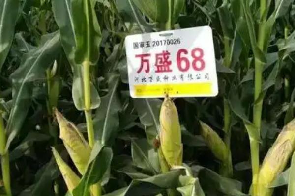 万盛68玉米品种的特征特性，从出苗至成熟需要103天