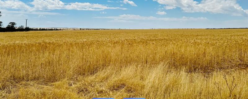 澳大利亚小麦的播种时间，通常在秋季播种