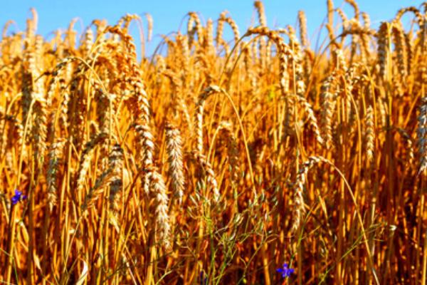 澳大利亚小麦的播种时间,通常在秋季播种