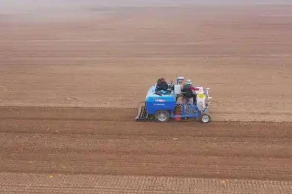 澳大利亚小麦的播种时间,通常在秋季播种