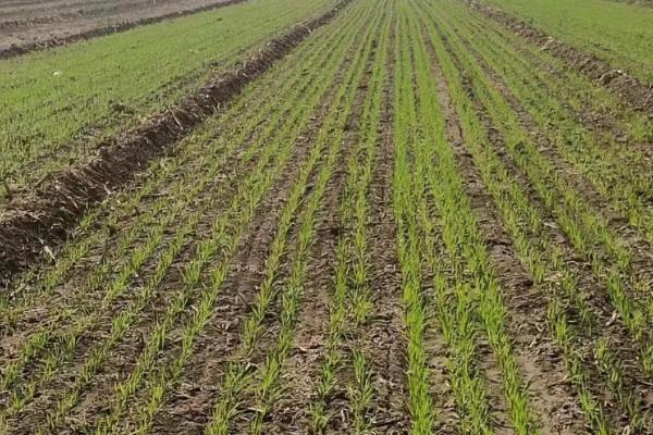 澳大利亚小麦的播种时间,通常在秋季播种