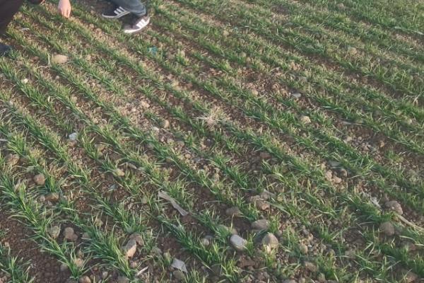 澳大利亚小麦的播种时间,通常在秋季播种