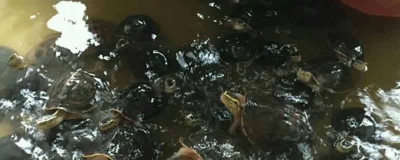 安布闭壳龟的养殖方法，水陆结合比较合适