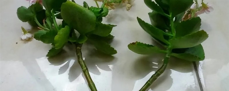 长寿花剪枝能不能插活，剪枝是可以插活的