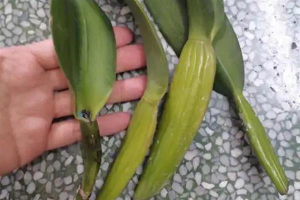 卡特兰的病害如何防治，不同病害的防治方法不同