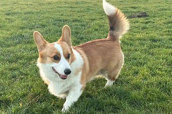 柯基的胎毛过多长时间才会掉完,3-4月龄会进行全面脱胎毛