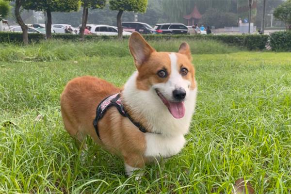 柯基的胎毛过多长时间才会掉完,3-4月龄会进行全面脱胎毛