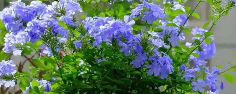 最冷血无情的花有哪些，有蓝雪花、欧石楠等